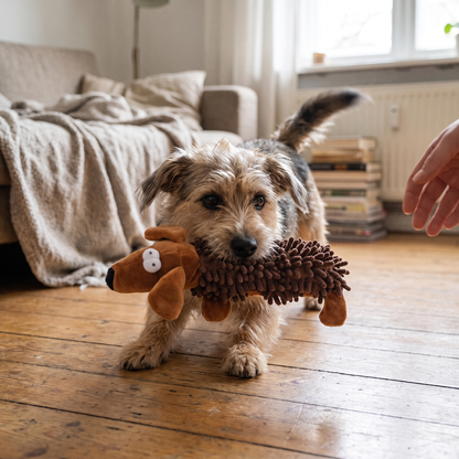 Brown Dog lifestyle