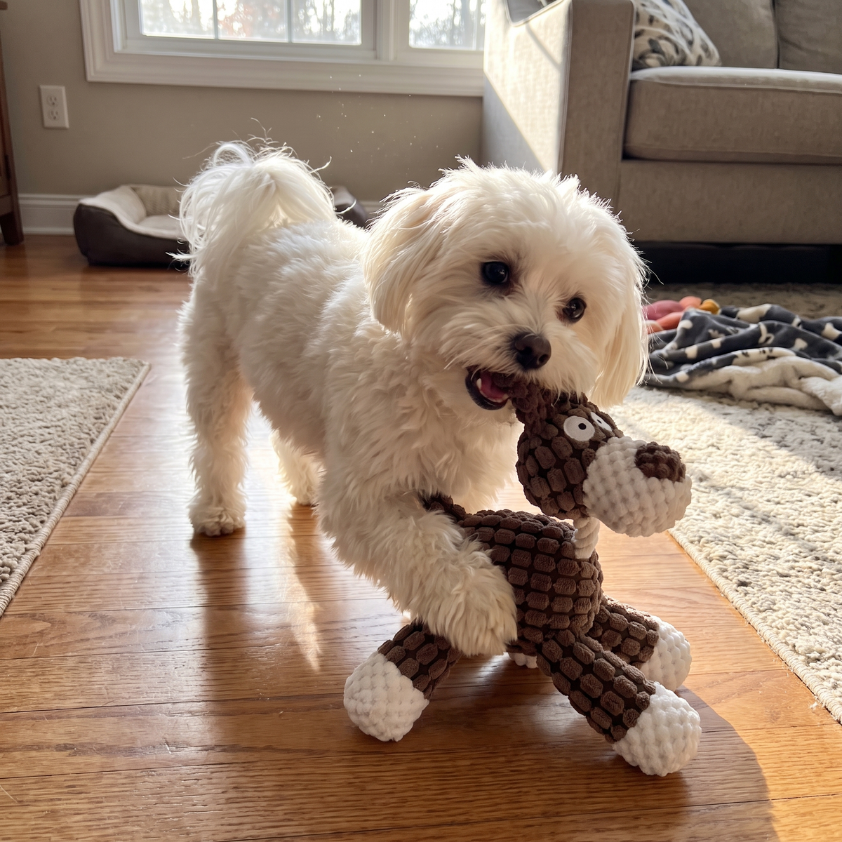 Puppy lifestyle